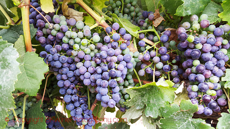 Petit Verdot at Montgras in Chile