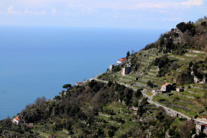 vineyards amalfi coast