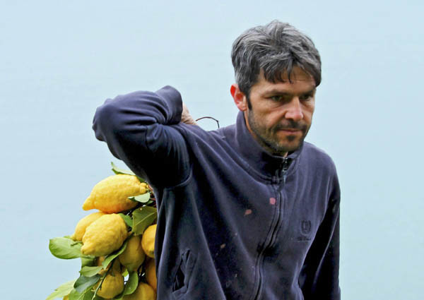 Harvesting lemons in Campania