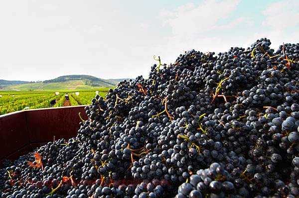 Pinot noir just harvested