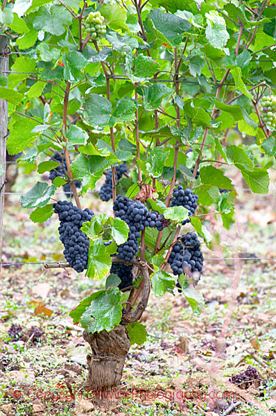 Pinot noir ready to be harvested