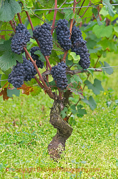 Pinot noir ready to be harvested