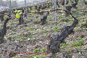 Chardonnay vines in the spring in vineyards in Chablis