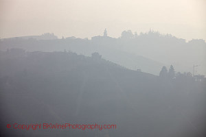 foggy vineyard landscape