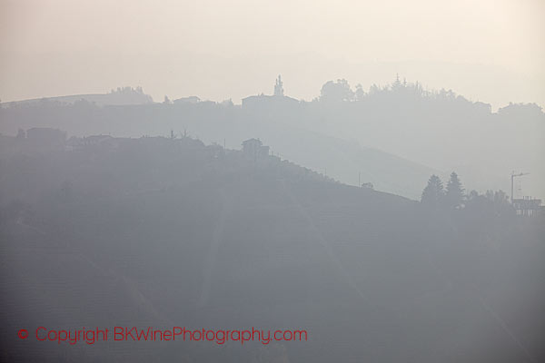 Vineyard landscape with fog