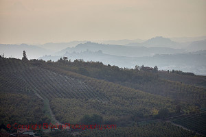 foggy vineyard landscape