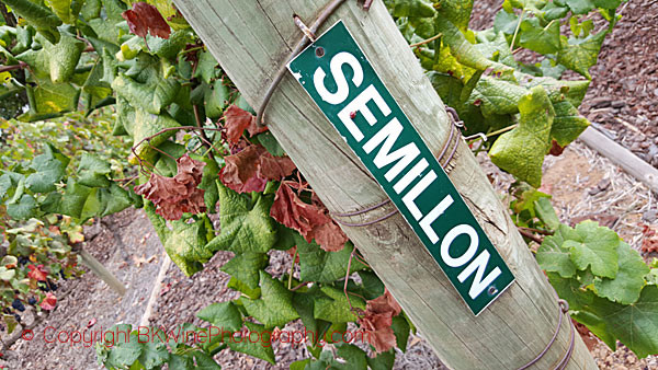 Semillon