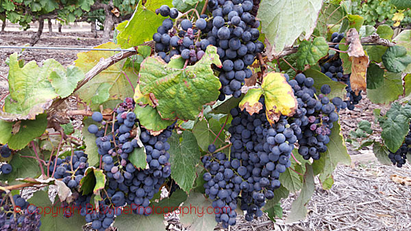 Petit Verdot