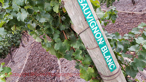 sauvignon blanc grapes