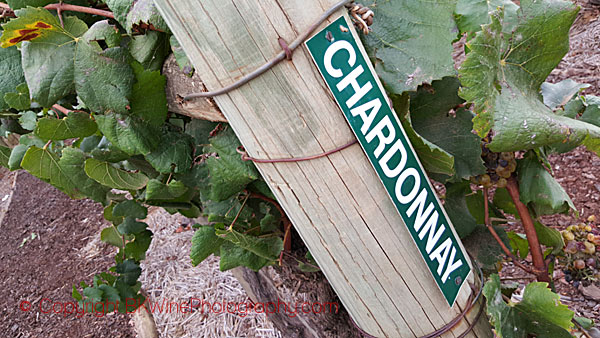 Chardonnay