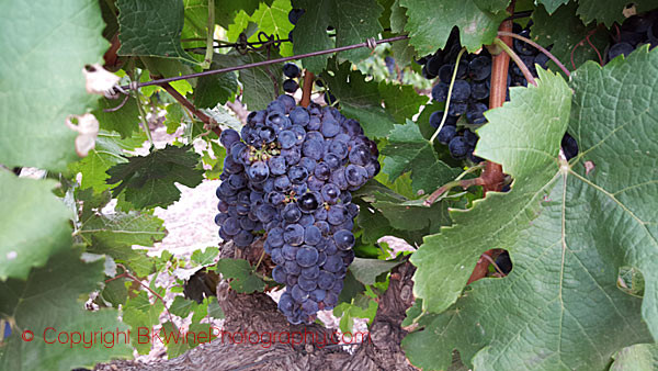 Cabernet franc