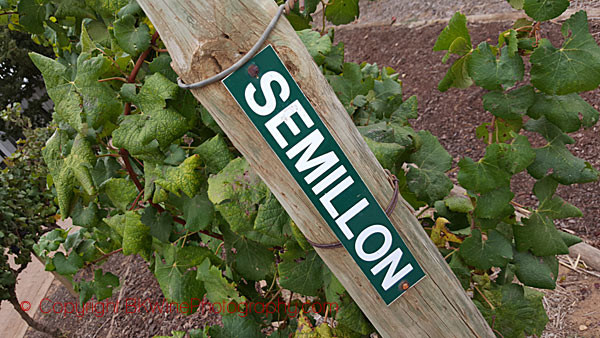 Semillon