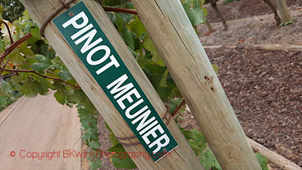 Pinot Meunier