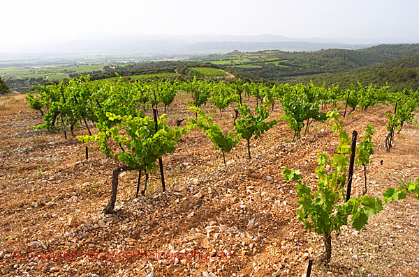 The vineyards of Mas de Daumas Gassac