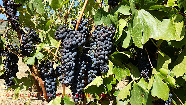 Oldenburg Vineyards, Stellenbosch, ripe Syrah-Shiraz