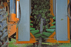 A harvester scoops up the grapes in a conveyor "belt" (green)