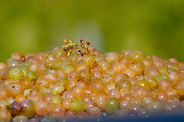 Grapes (mostly) without stems at machine harvest