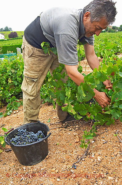 Picking grapes on goblet vines in Beaujolais