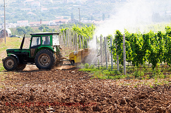 Spraying vines with a vineyard tractor
