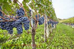 ripe grapes in barolo