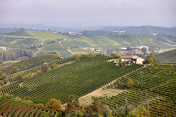 Vineyards on hills in Barolo, Piedmont