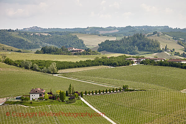 Vineyards in Barolo, Piedmont