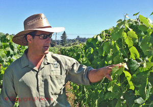 paul sloan small vines wines