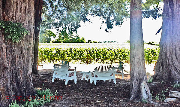 Small Vines Winery vineyards