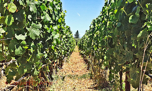 Small Vines Winery vineyards