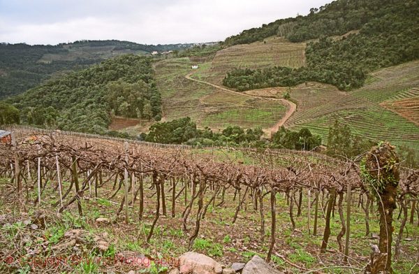 Casa Valduga vineyards in Vale dos Vinhedos in Brazil