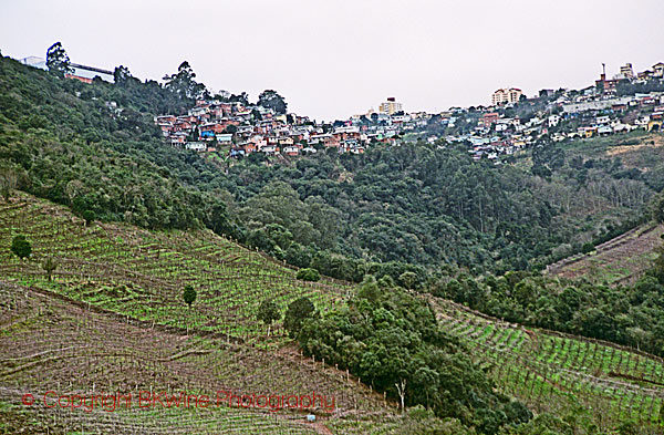 Vineyards at Casa Valduga in Brazil