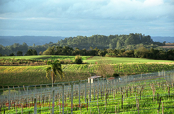 Vineyards at Boscato Vinicola in Brazil