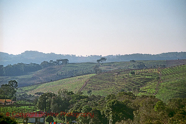 Vineyards at Casa Miolo in Brazil