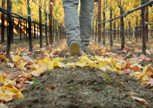 small vines wines foot steps