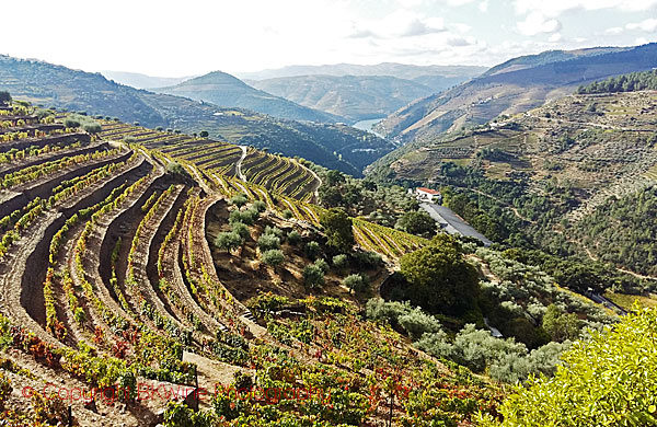 View over the Douro Valley from Quinta do Noval
