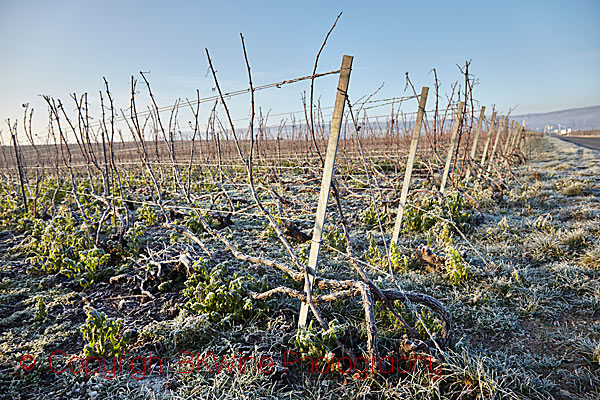 Vines in winter in Mesnil-sur-Oger