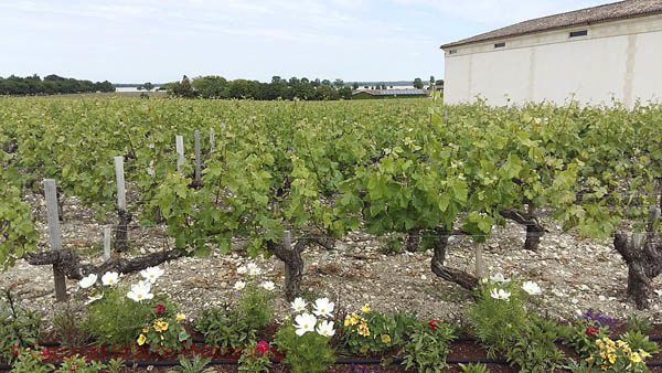 Chateau Latour vineyards with river view, Bordeaux