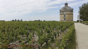 chateau latour vineyard