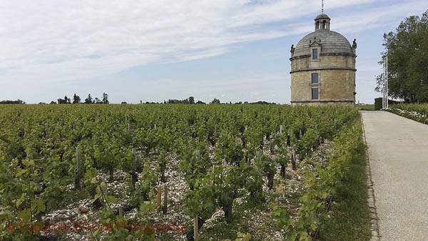 Chateau Latour tower and vineyard, Bordeaux
