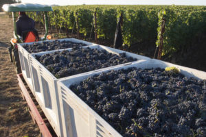 domaine drouhin grapes