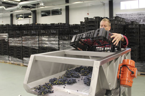 Putting the grape bunches on the feeder to destemming