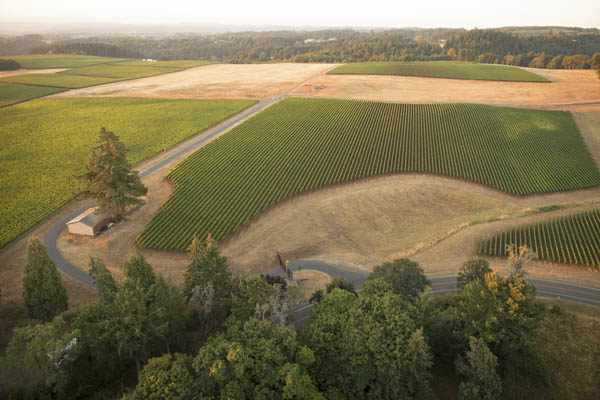 Roserock Drouhin Oregon vineyards, Eola-Amity Hills, Willamette Valley