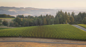 Roserock Drouhin Oregon vineyards, Eola-Amity Hills, Willamette Valley