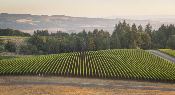 Roserock Drouhin Oregon vineyards, Eola-Amity Hills, Willamette Valley