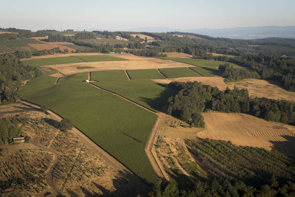 Roserock Drouhin Oregon vineyards, Eola-Amity Hills, Willamette Valley