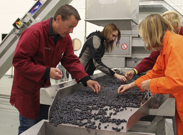 Sorting of the grapes