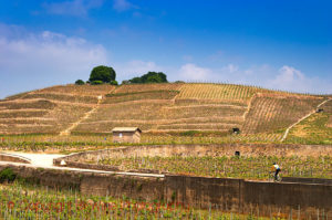 Vineyards in Crozes-Hermitage, Rhone