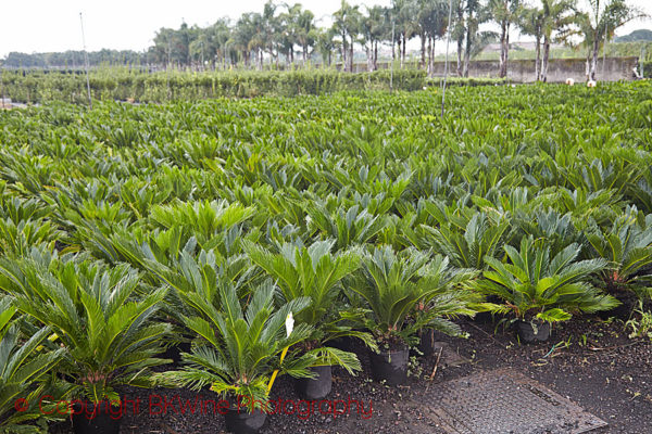 Plant nursery at Pietradolce, Etna, Sicily