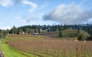 Vidon Vineyards, Oregon