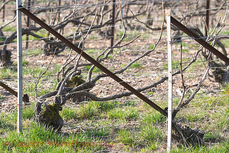 A vine pruned in taille chablis in Champagne